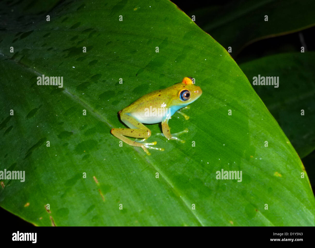 A Green bright-eyed frog Stock Photo