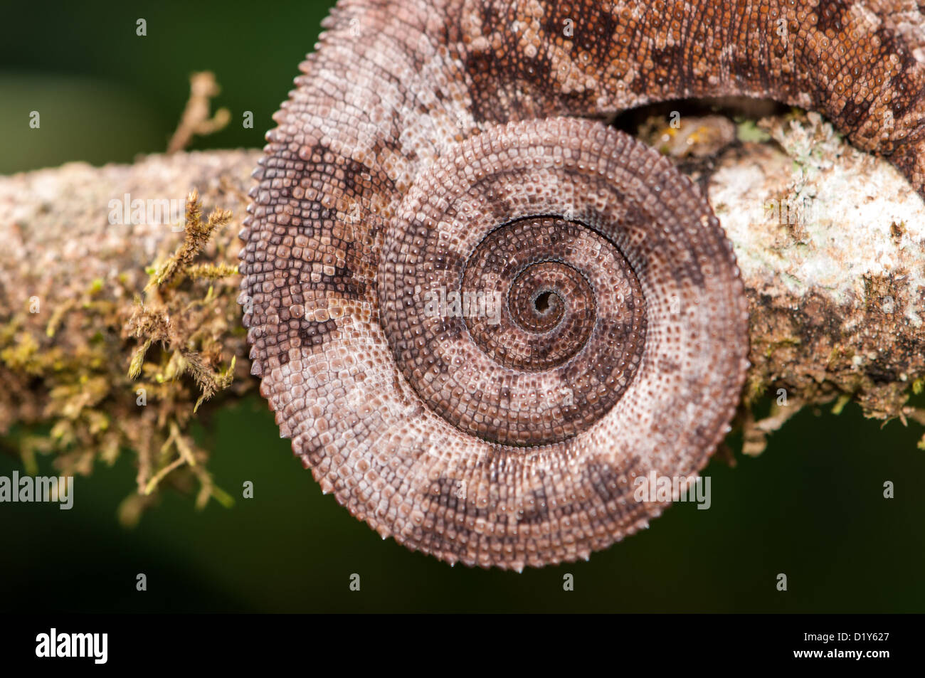 curled tail of a wild chameleon on a tree branch with moss Stock Photo