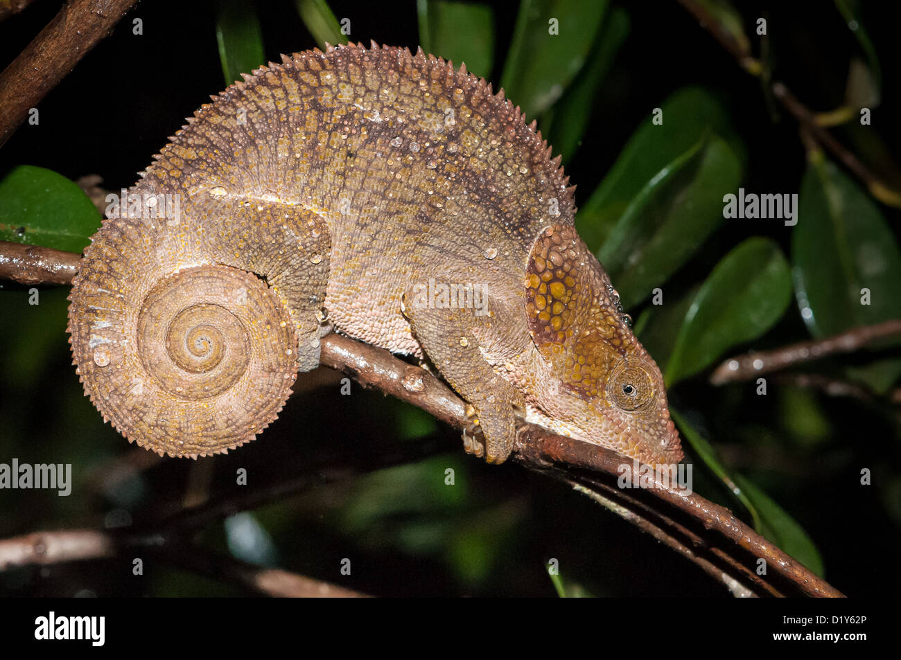 Wild chameleon (Calumma brevicorne) on a tree branch with water drops Stock Photo