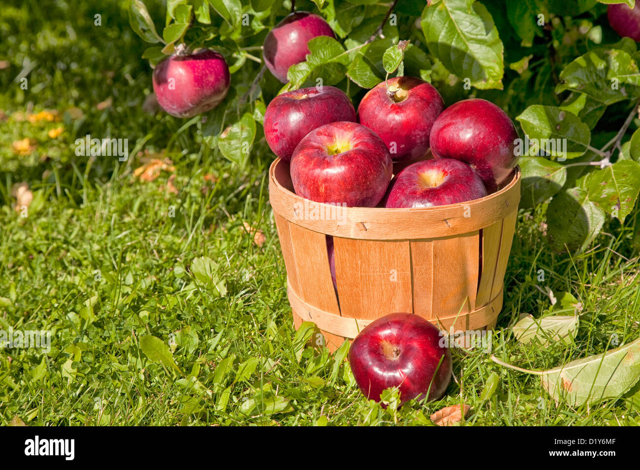 Apple harvest in a commercial orchard Stock Photo Alamy