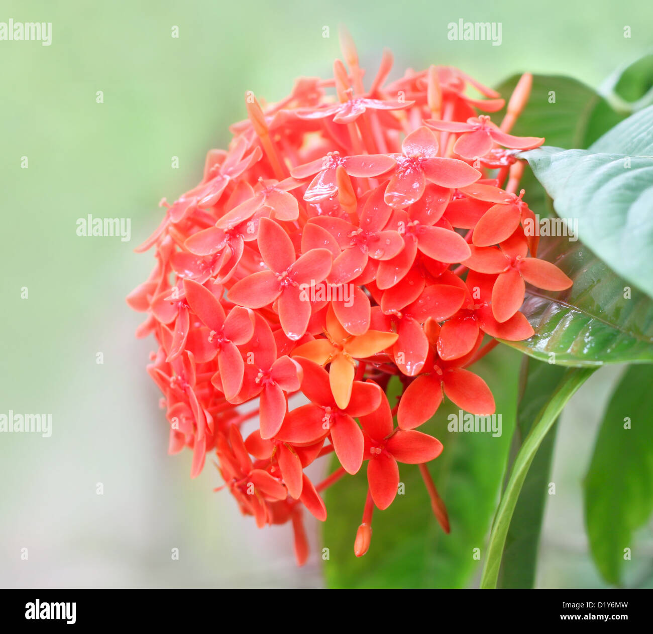 Rangan flower of Southern Asia Stock Photo