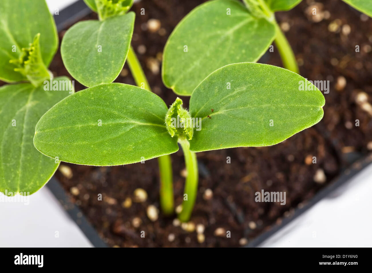 Download Cucumber Seedlings Grown In A Plastic Greenhouse Tray Stock Photo Alamy PSD Mockup Templates