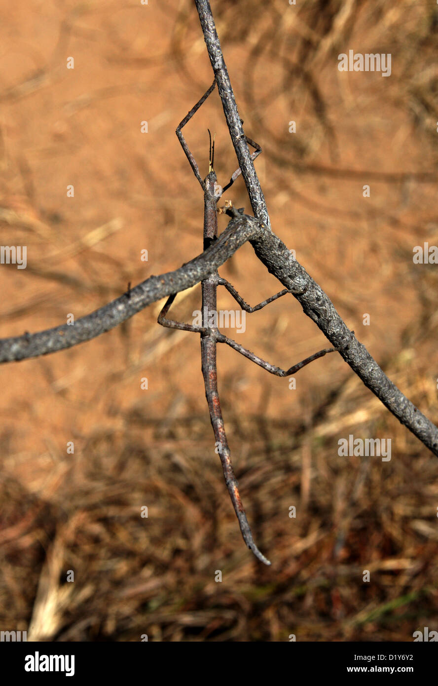 Walking Stick Insect, Achrioptera impennis, Phasmatidae, Orthopterida