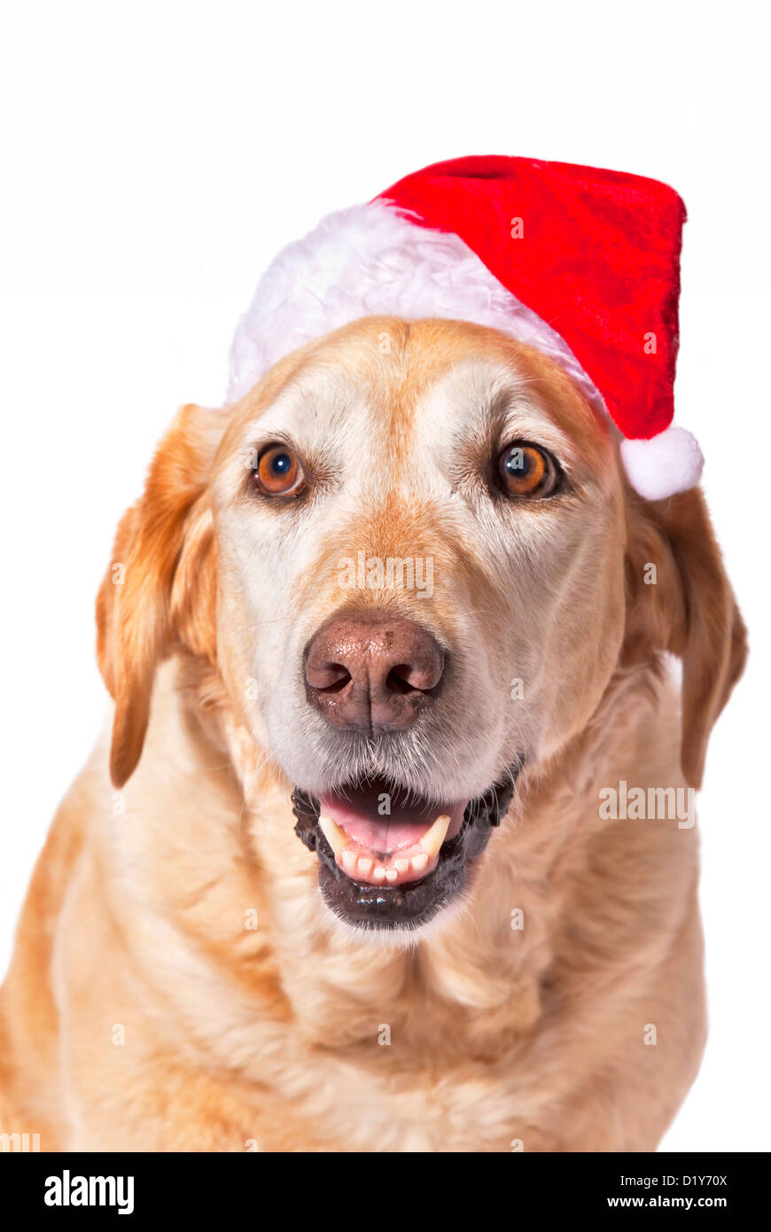 A mature golden labrador outfitted for Christmas Stock Photo - Alamy