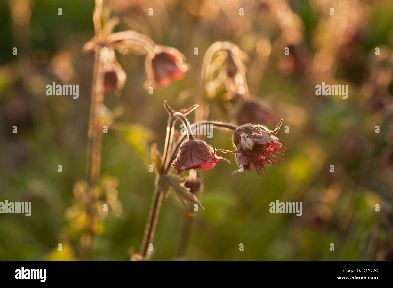 Water Avens (Geum rivale) blooming in the sunset light in a Cambridgeshire garden. Stock Photo