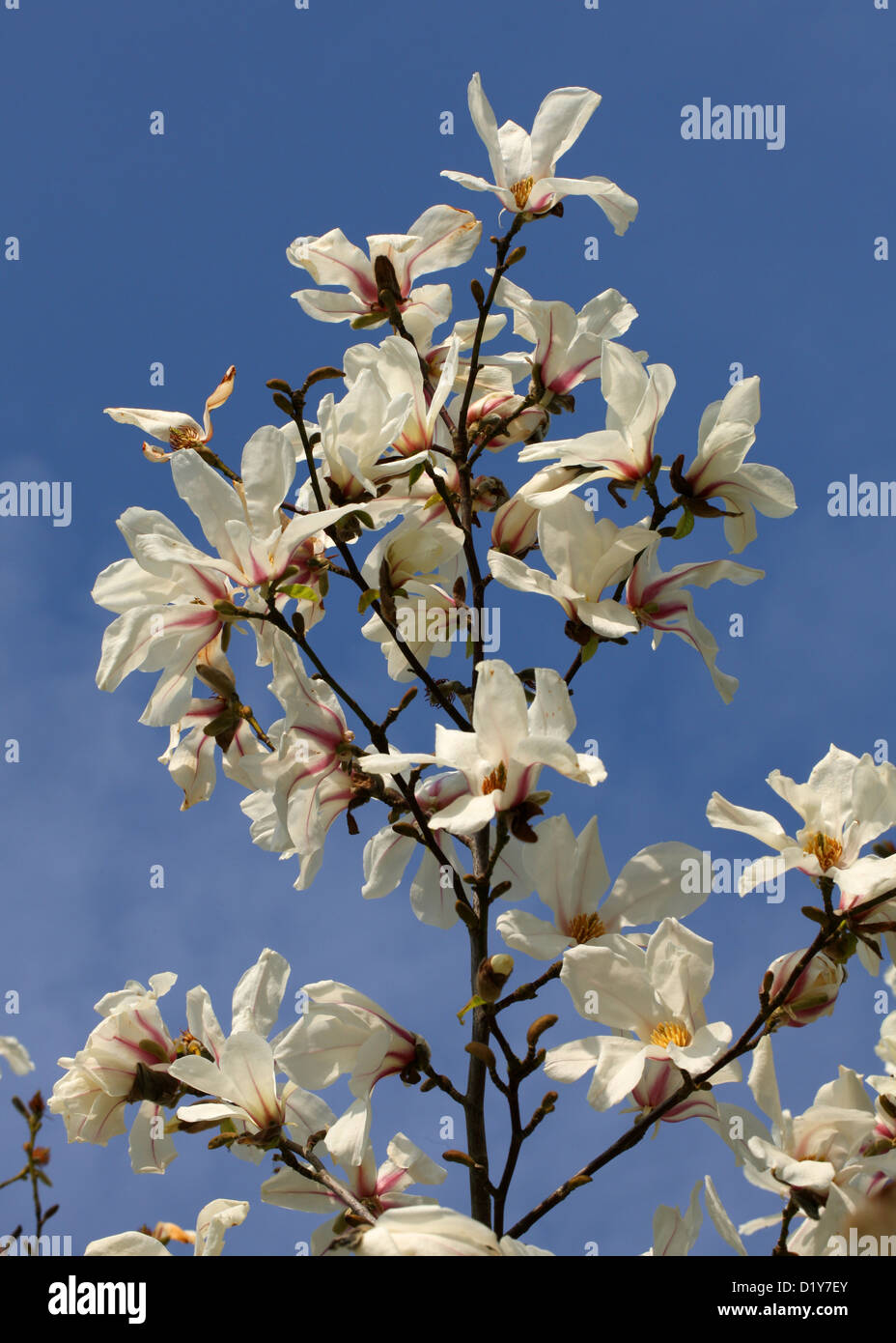 Northern Japanese or Kobushi Magnolia, Magnolia kobus, Magnoliaceae. Japan and Korea. Stock Photo