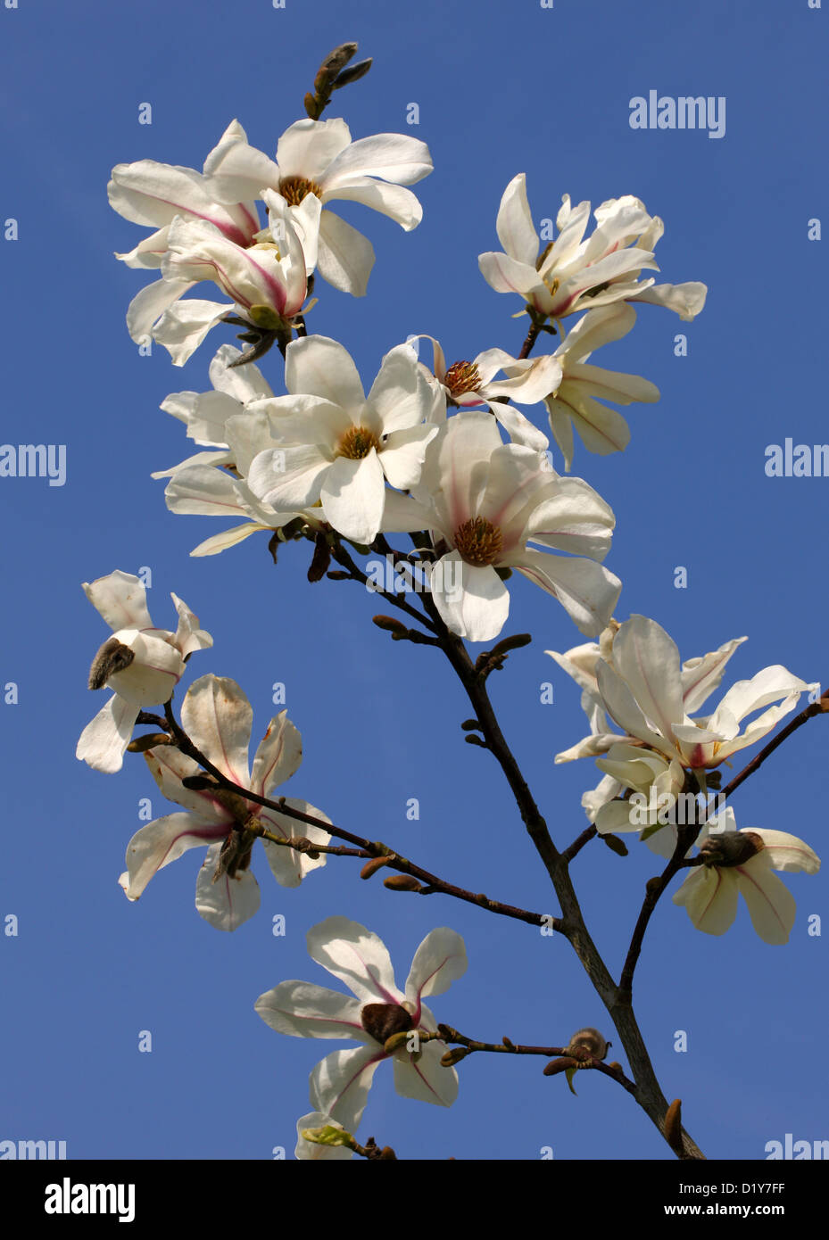 MAGNOLIA KOBUS 5 seeds Kobushi magnolia Japanese magnolia