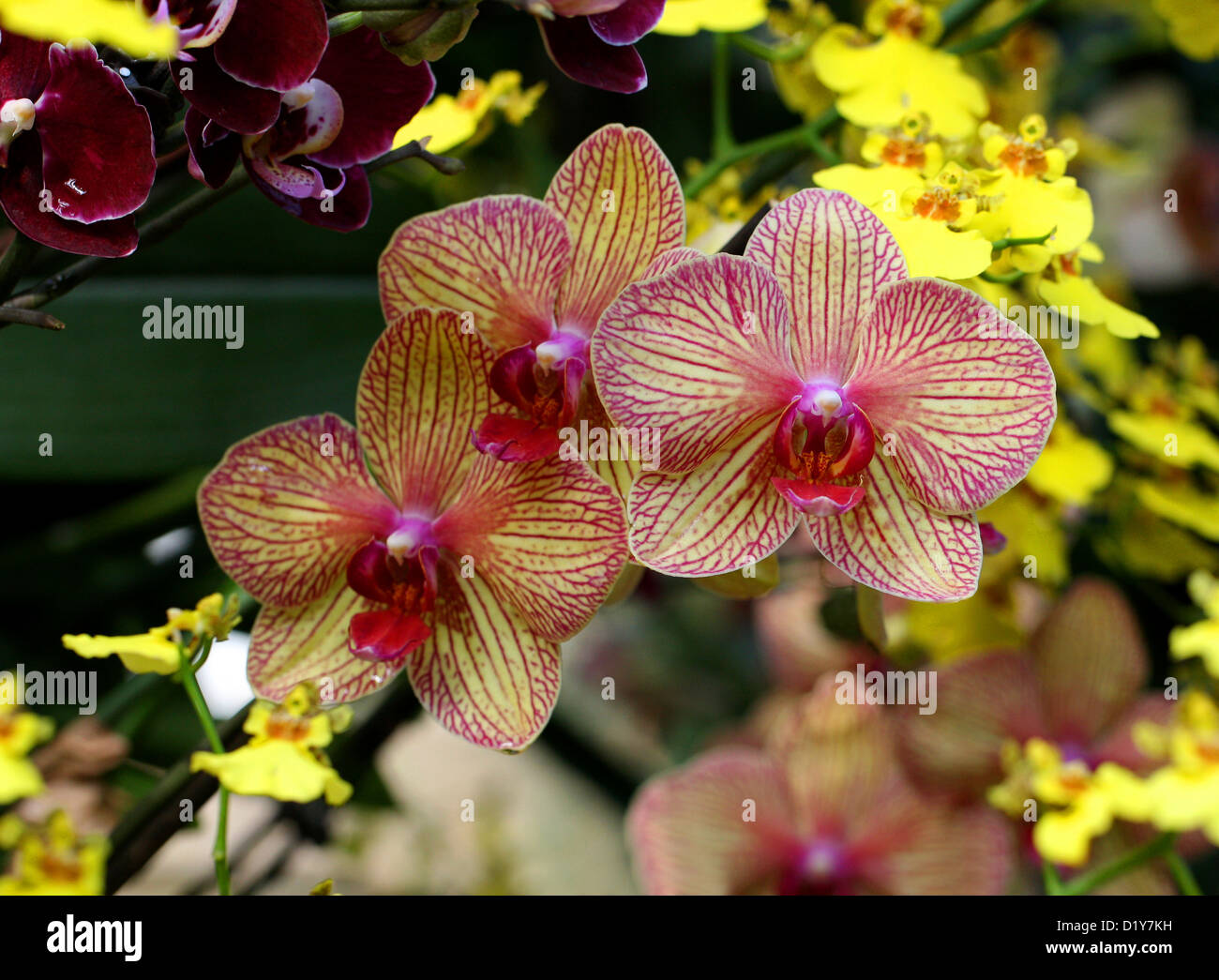 Pink and Yellow Moth Orchid Hybrids, Phalaenopsis sp., Orchidaceae. Originally from Asia. Stock Photo