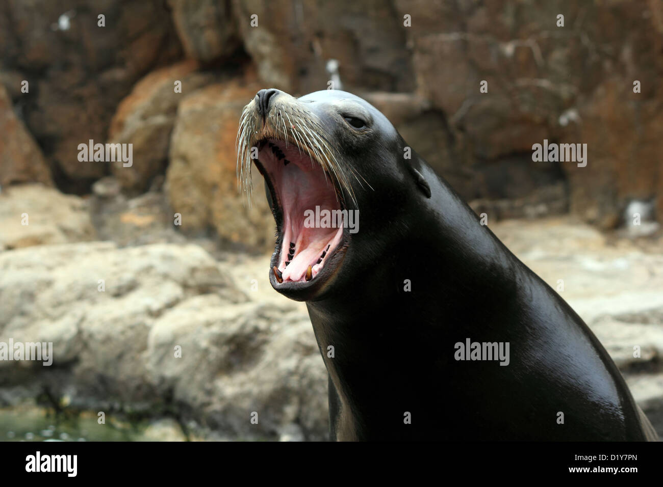 A captive Northern Fur Seal barking at the New York Aquarium in Coney Island, Brooklyn Stock Photo