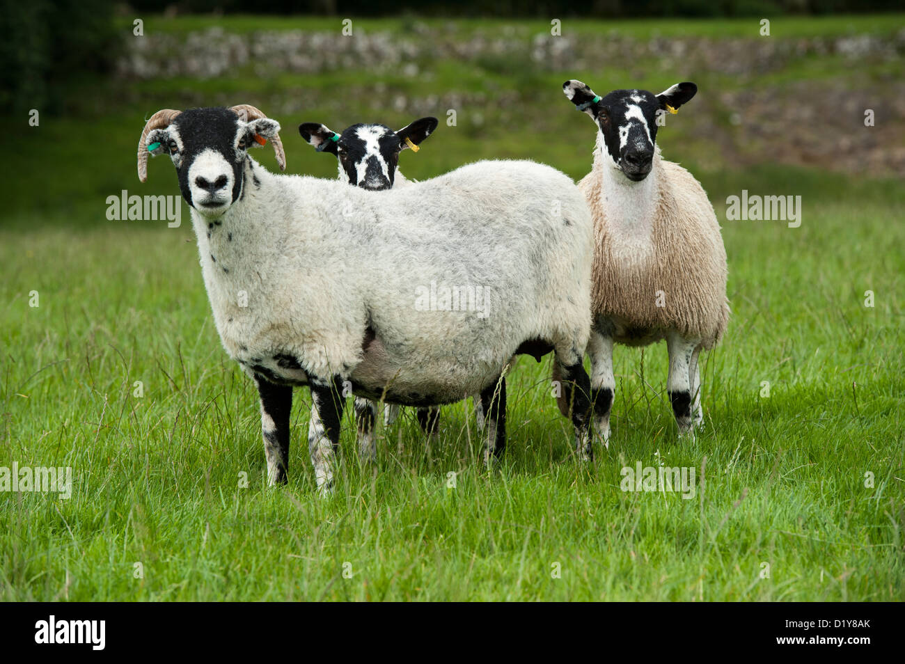 Swaledale ewe with mule twin mule lambs at foot. Cumbria, UK Stock Photo