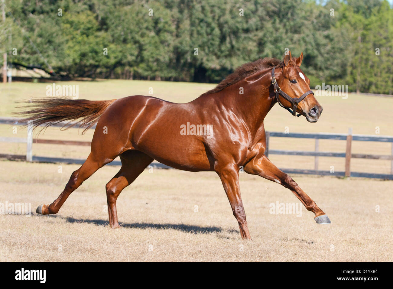 Bright chestnut Thoroughbred stallion gallops on a winter day in