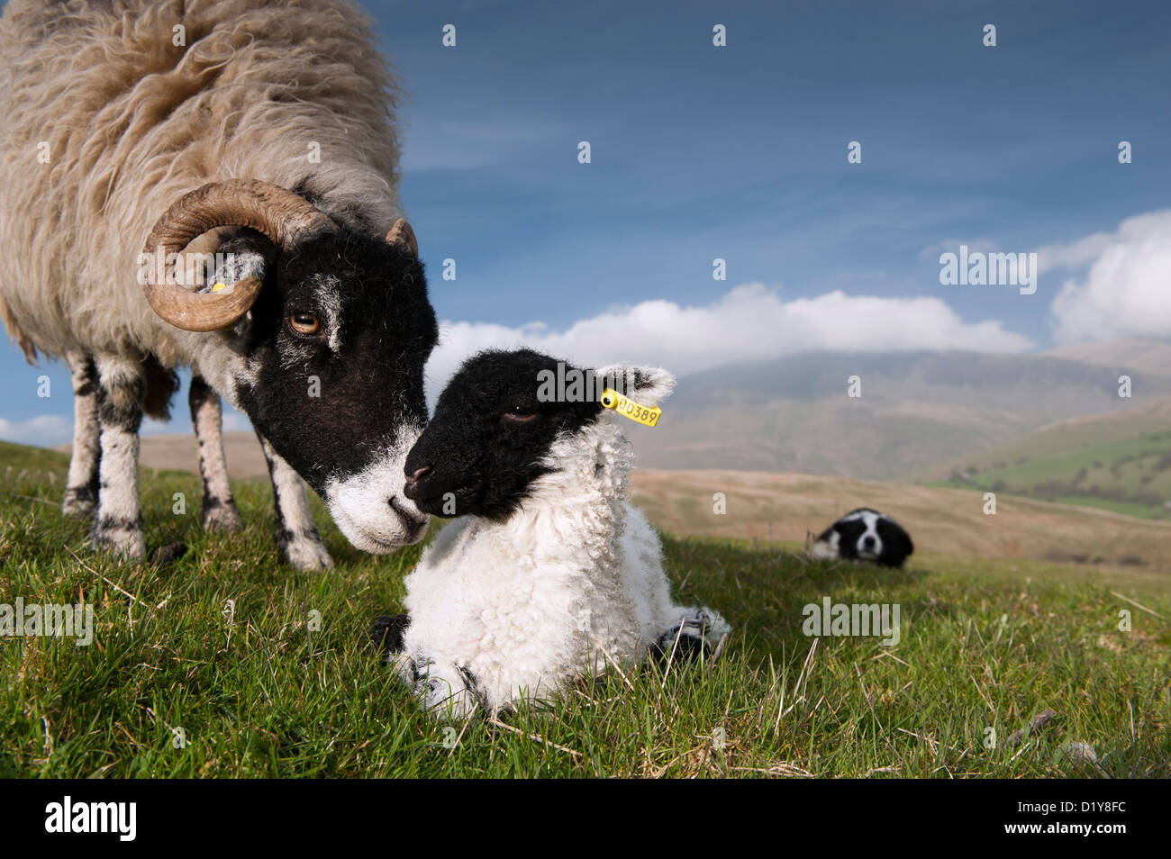Swaledale ewe and lamb being watched by a Border Collie Sheepdog in the Howgills, Cumbria. Stock Photo