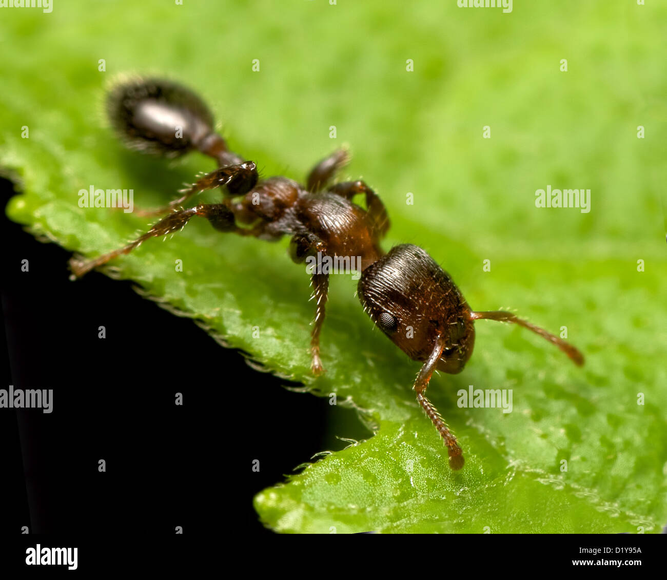 a brown ant walking on a green leaf Stock Photo