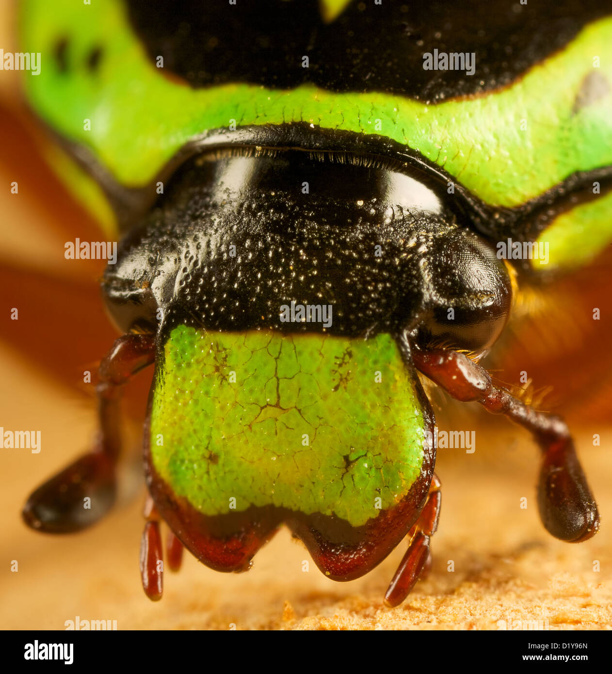 a close of the head of a green fiddler beetle Stock Photo