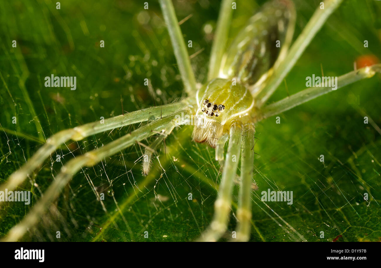 a green spider on a green leaf Stock Photo