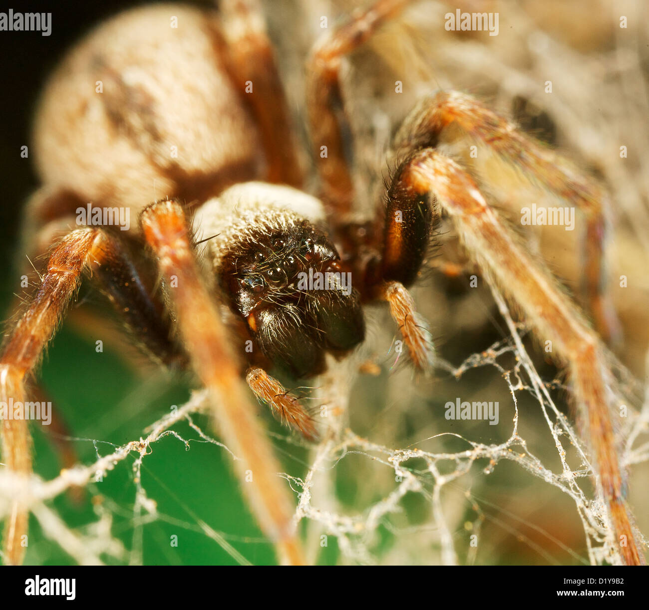 spider staring surrounded by web Stock Photo