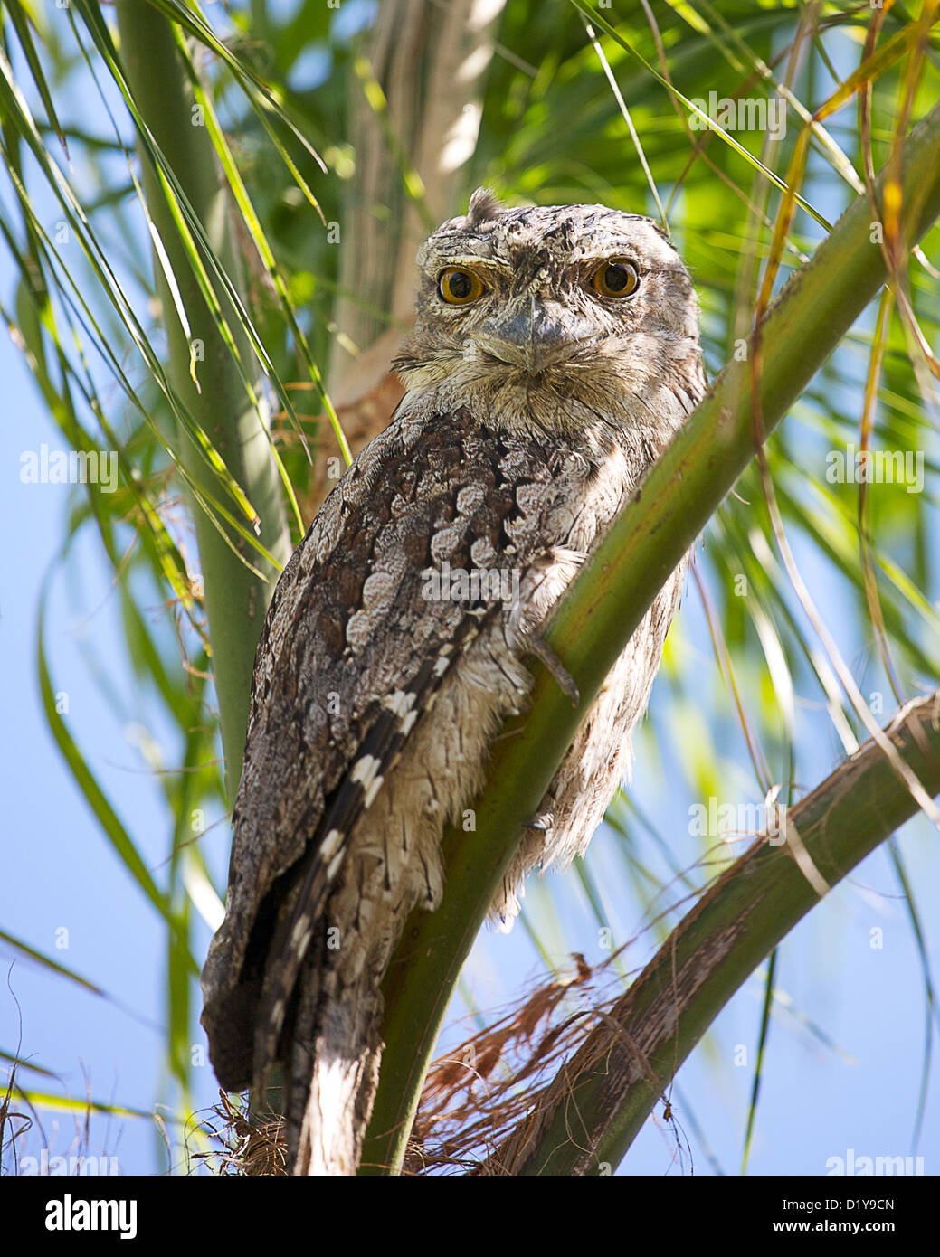 a tawny frogmouth sitting in a palm tree Stock Photo
