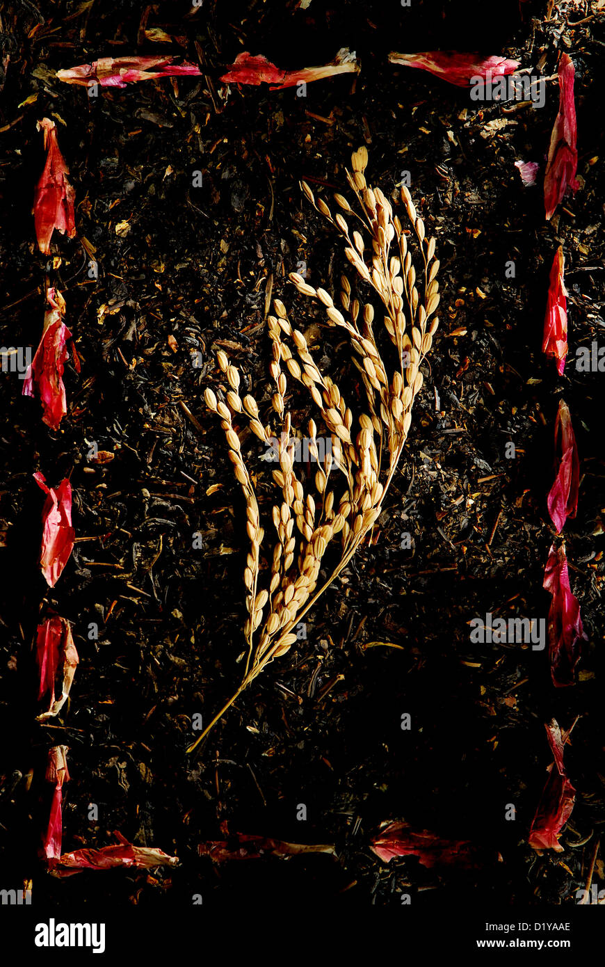 Rice and poverty Stock Photo