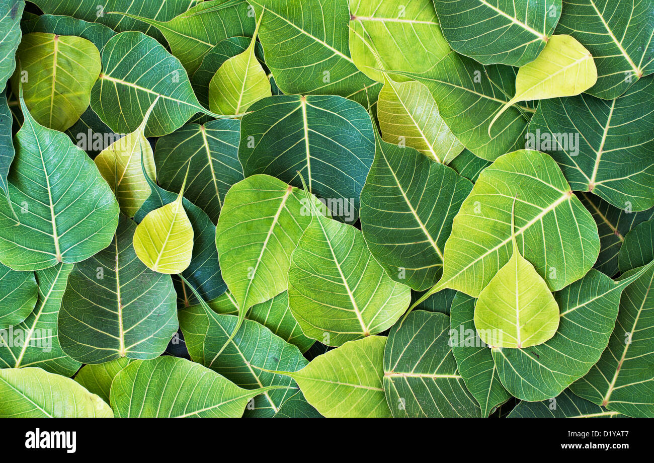 Ficus religiosa. Sacred Fig tree leaf / Bodhi tree leaf pattern Stock Photo
