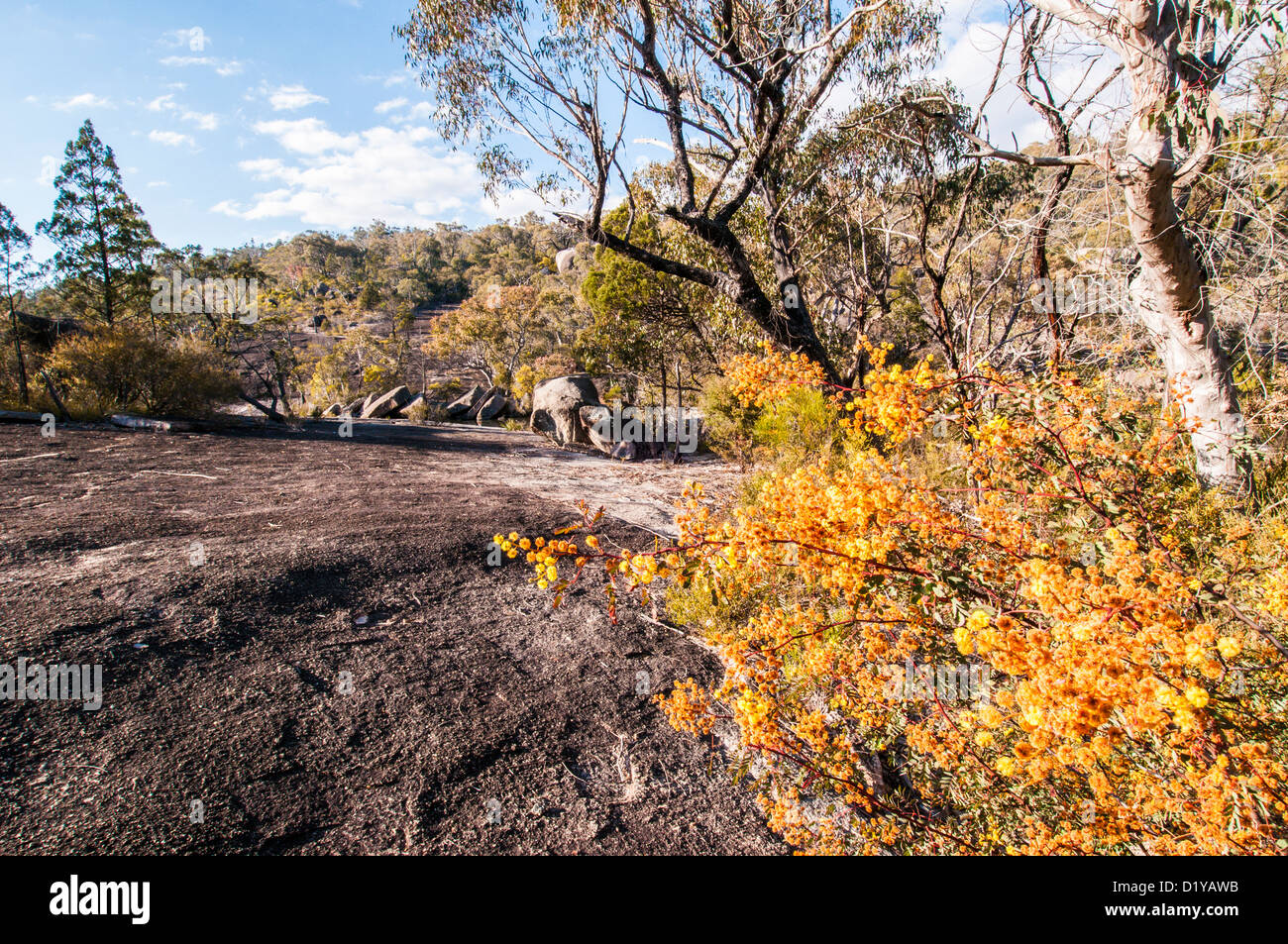 Wildflowers of queensland hires stock photography and images Alamy