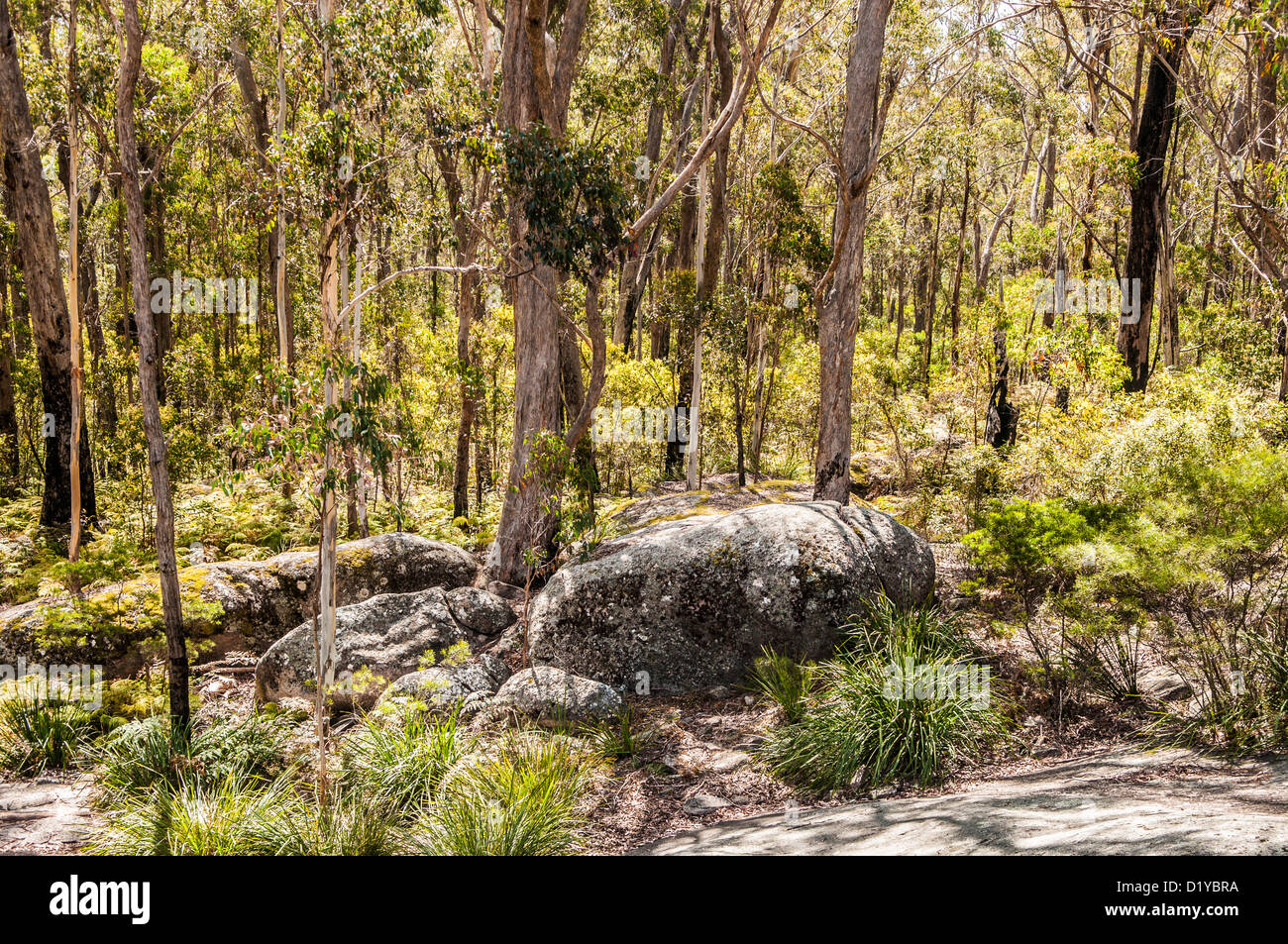 Forest, Bald Rock National Park, Queensland, Australia Stock Photo Alamy