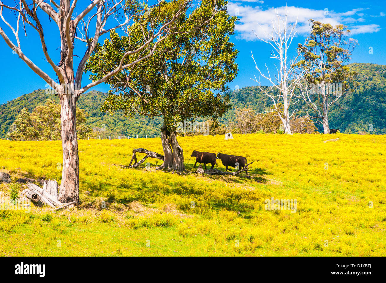 Yellow flowers in pasture, New South Wales, Australia Stock Photo Alamy