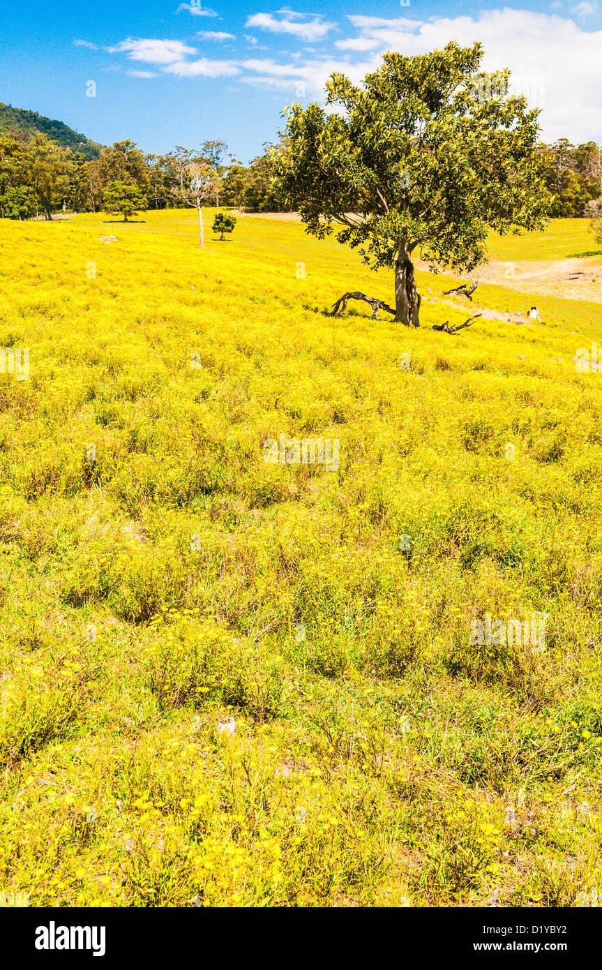 Yellow flowers in pasture, New South Wales, Australia Stock Photo Alamy