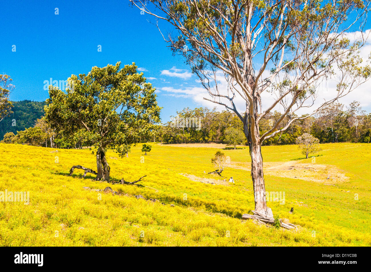 Yellow flowers in pasture, New South Wales, Australia Stock Photo Alamy