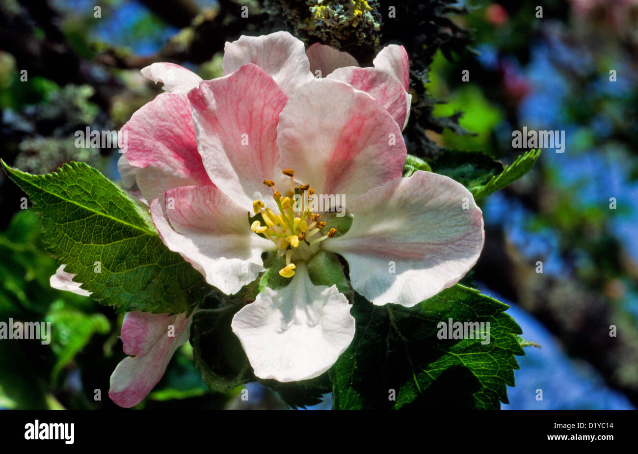 APPLE TREE [ MALUS DOMESTICA] IN FLOWER AN APPLE BLOSSOM Stock Photo