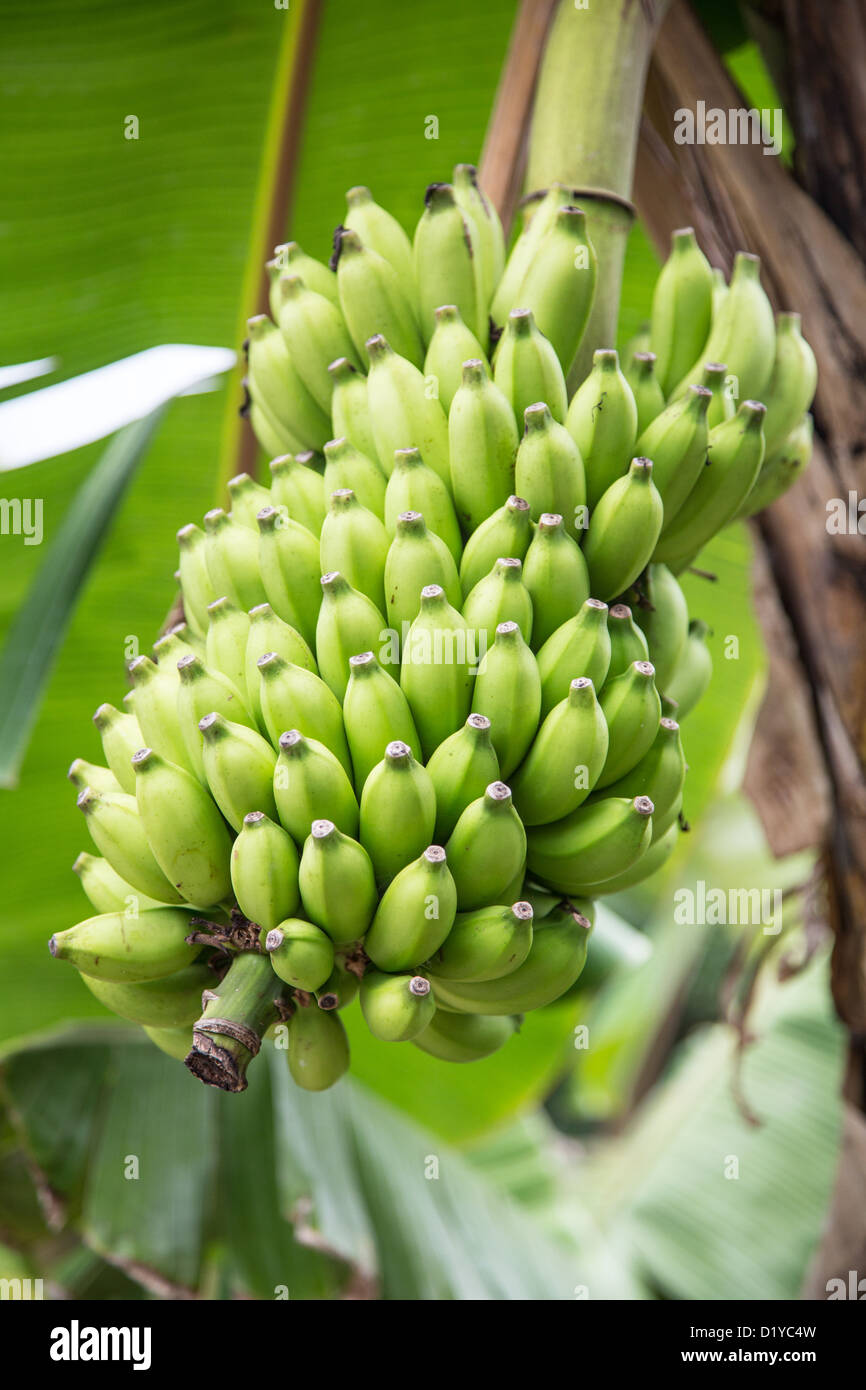 Tropical fruit seychelles hires stock photography and images Alamy