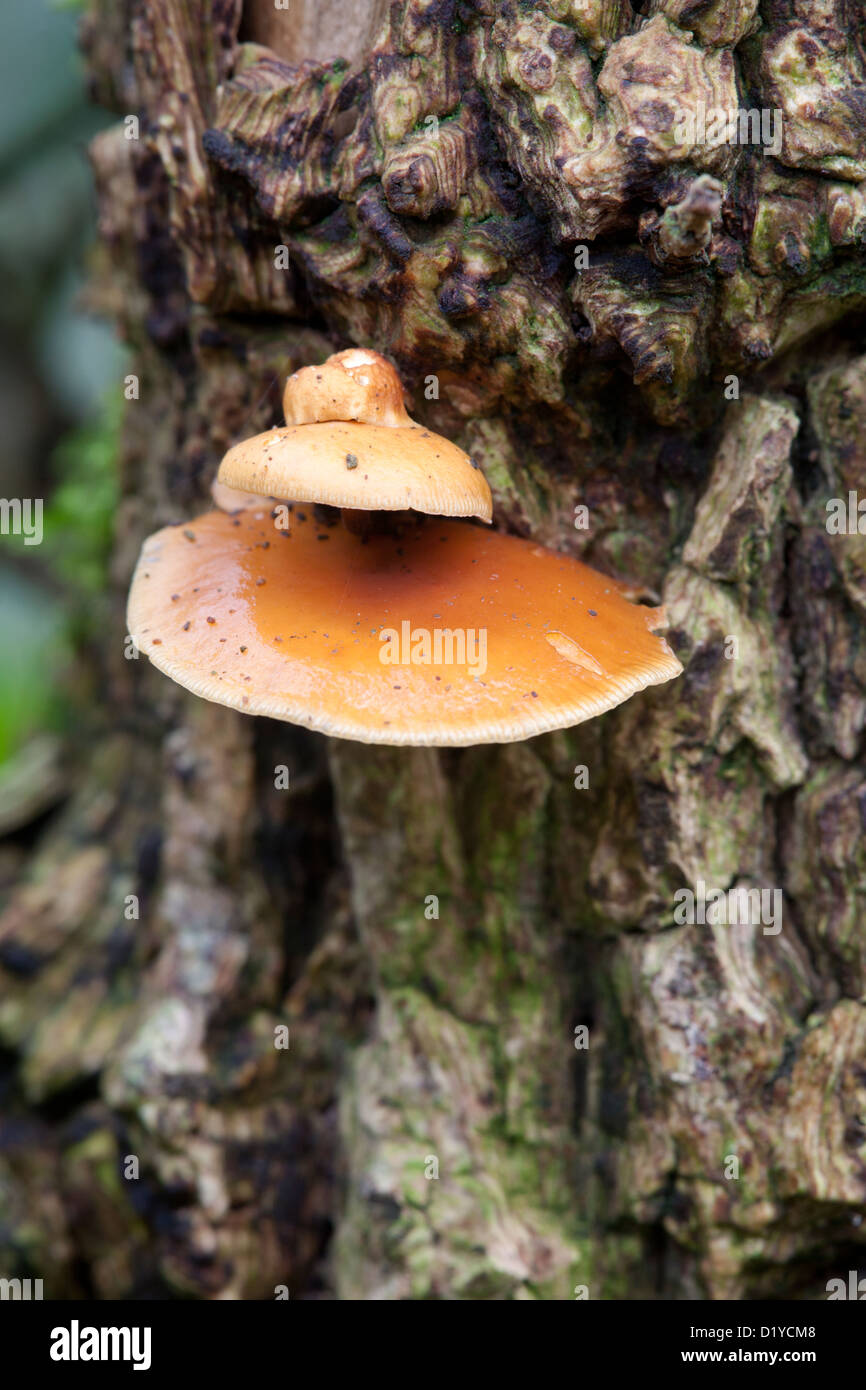Velvet Shank Flammulina velutina fungal fruiting bodies growing on tree trunk Stock Photo