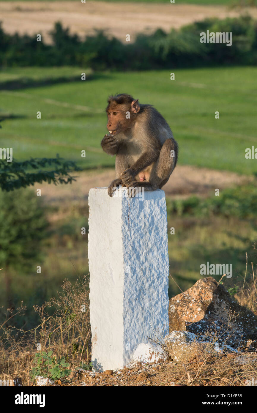 Macaca radiata. Bonnet macaque monkey sitting on a white concrete post on the roadside. Andhra Pradesh, India Stock Photo