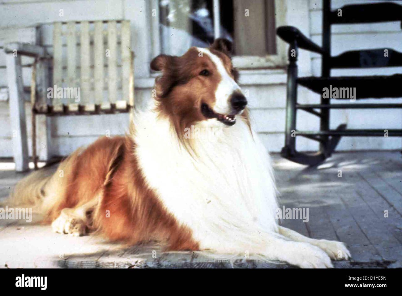 546 Lassie Film Stock Photos, High-Res Pictures, and Images