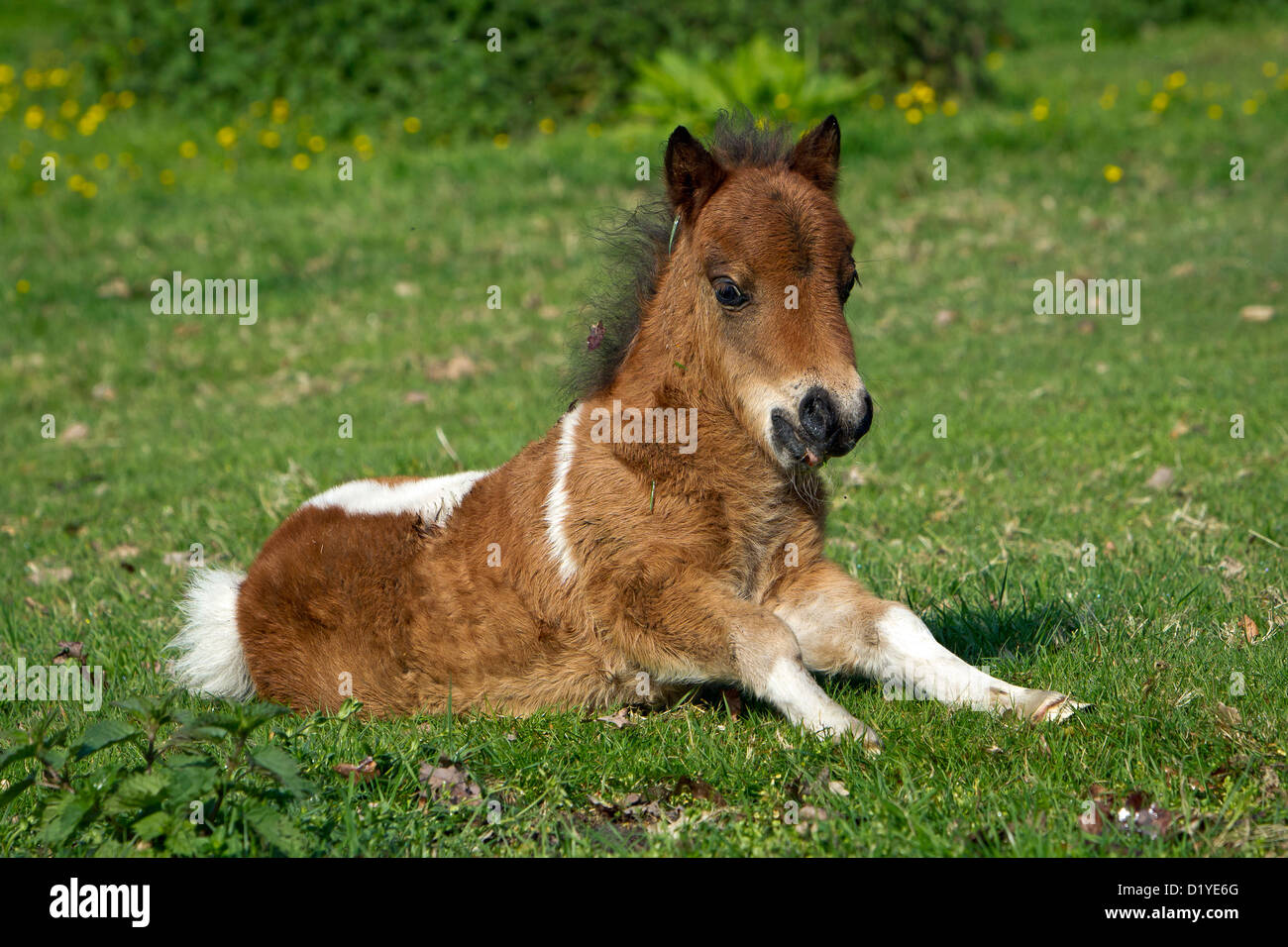 Miniature Shetland Pony. Pinto foal lying on a meadow, starting to ...