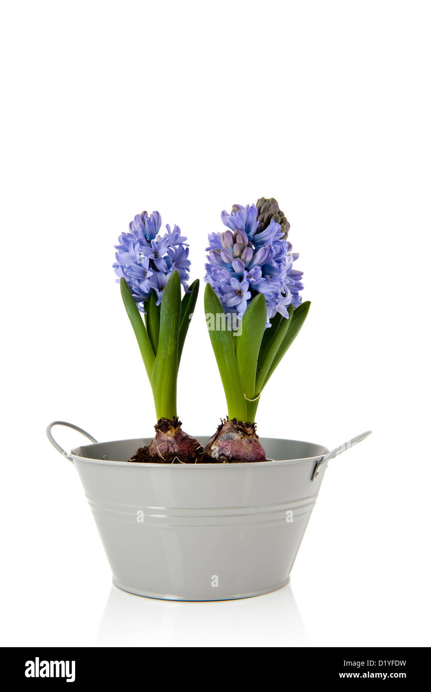 Blue Hyacinths in gray bucket isolated over white background Stock