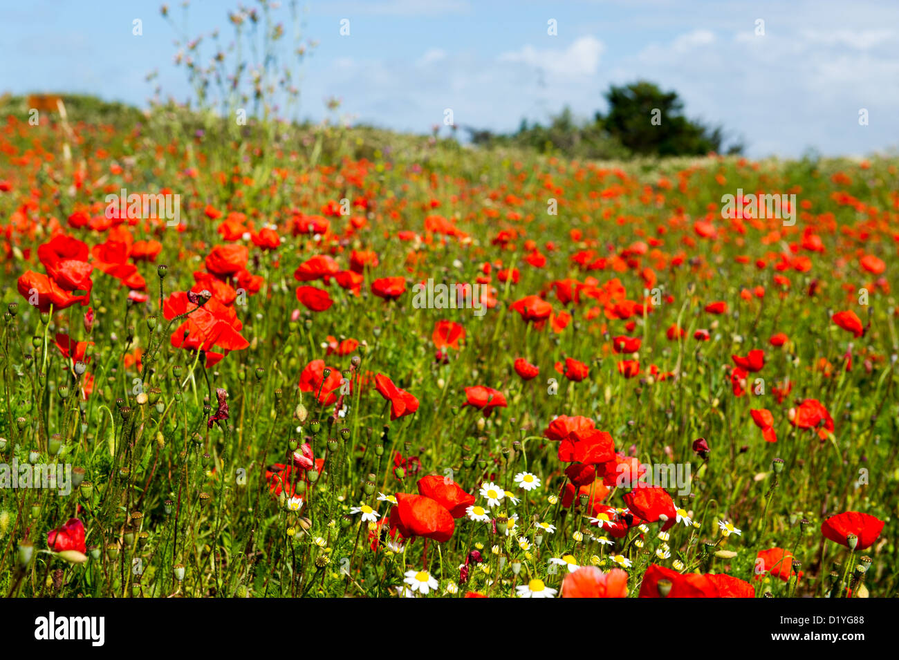 Fields with red poppies and other wild flowers Stock Photo