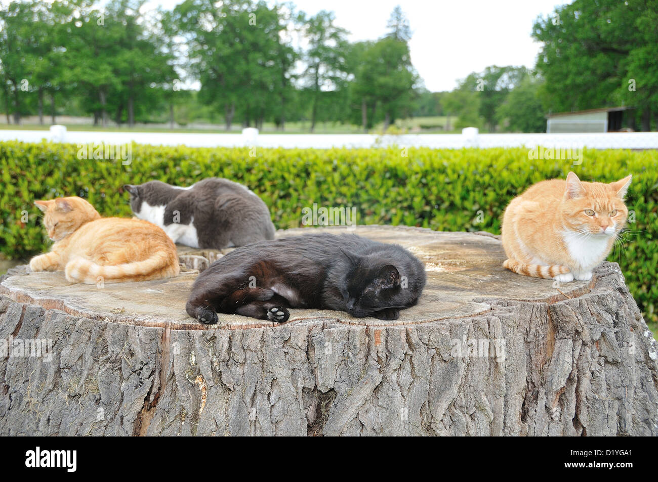 Domestic Cat. Five cats on a tree stump Stock Photo Alamy