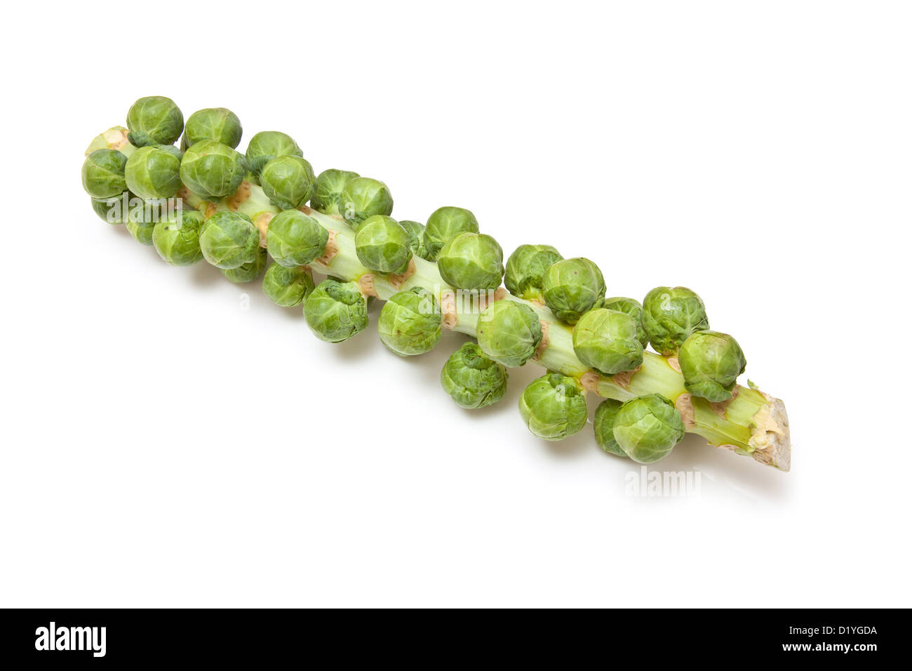 Brussel Sprouts On The Stem Or Stalkisolated On A White Studio