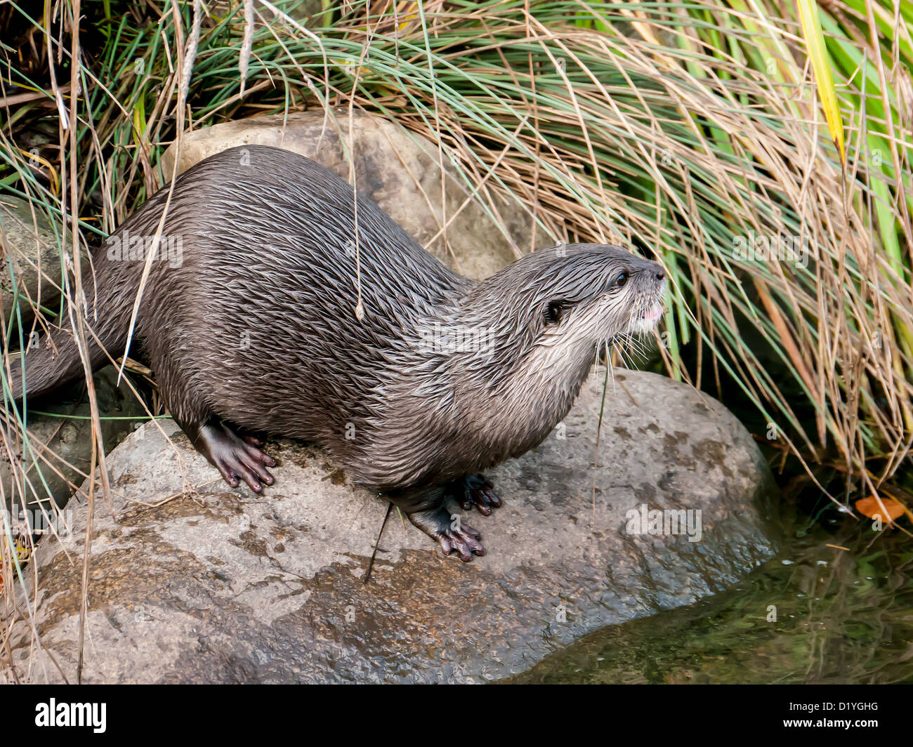 Grey Asian short-clawed otter among the reeds at London Wetlands, UK Stock Photo