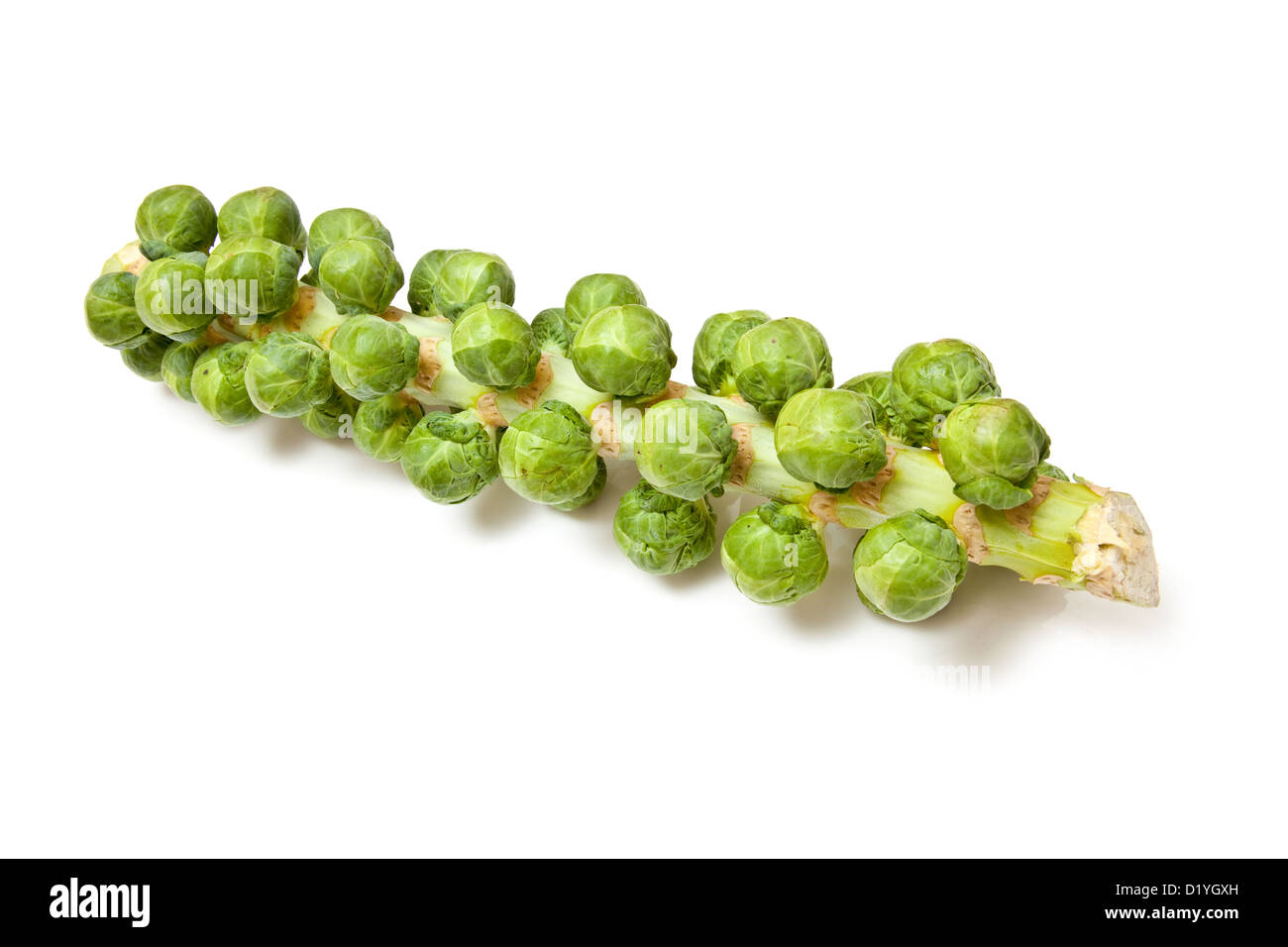 Brussel sprouts on the stem or stalk.isolated on a white studio ...
