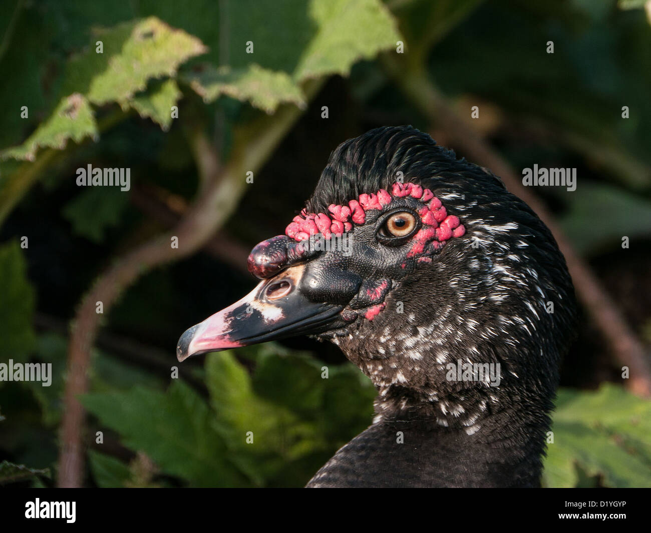 Close up of a Muscovy male Duck among the reeds in London Wetlands, UK Stock Photo