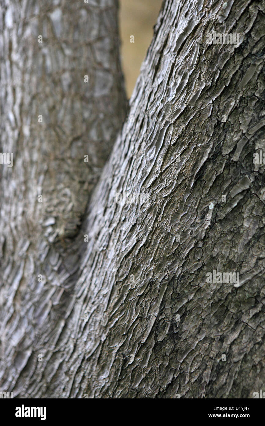 Close-up of tree bark texture, suitable for background natural form, Tenerife. Stock Photo