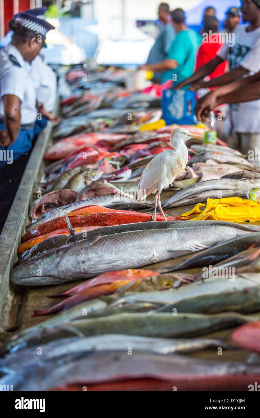 Seychelles fish market hires stock photography and images Alamy