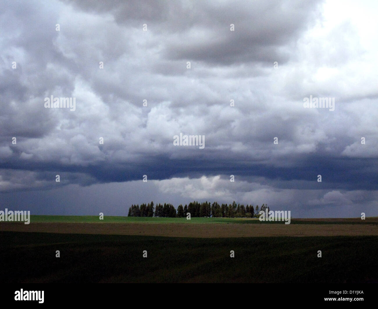 grove of trees biblical landscape dramatic Stock Photo Alamy