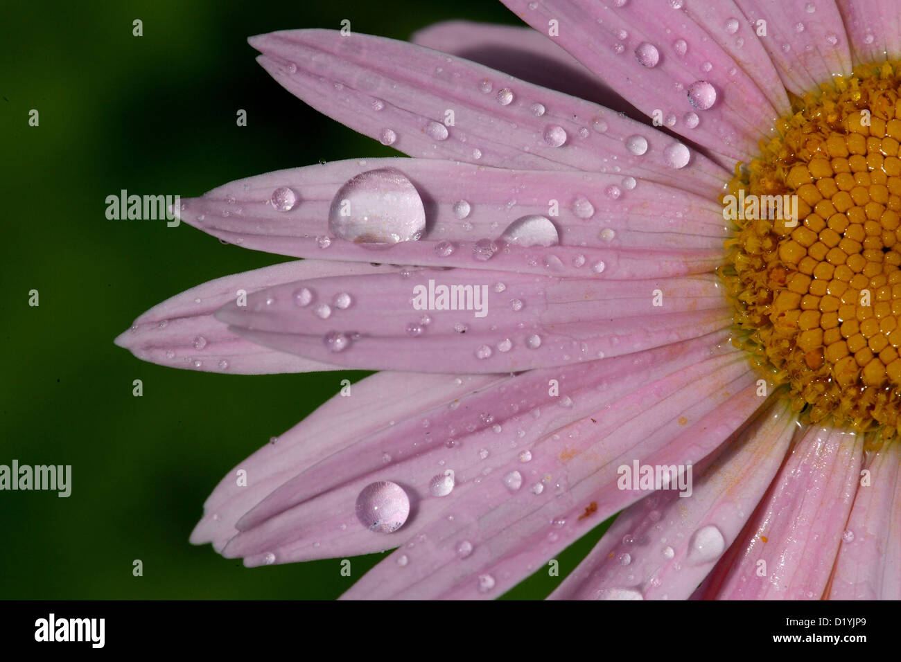 Persian Chrysanthemum (Chrysanthemum coccineum), flowerhead with droplets of water Stock Photo