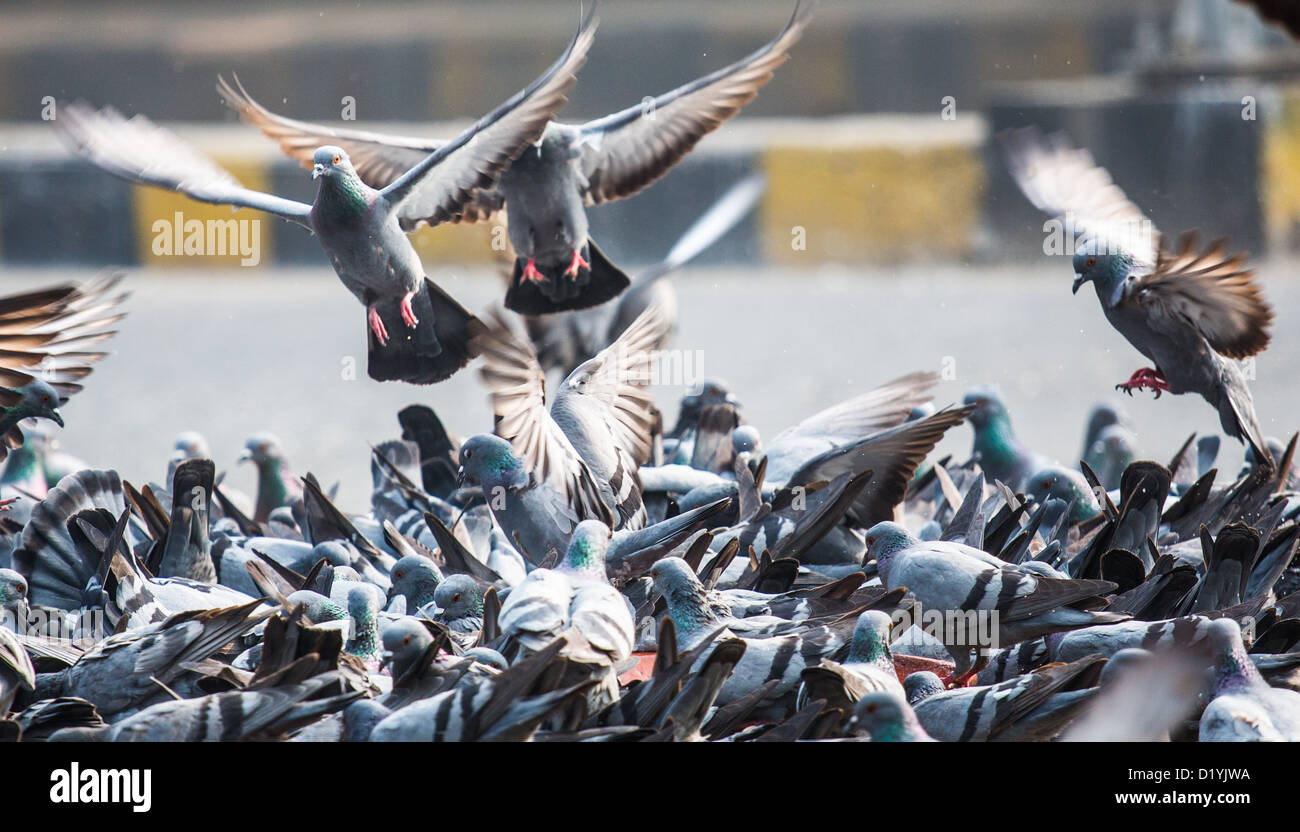 Pigeons in Delhi, India Stock Photo