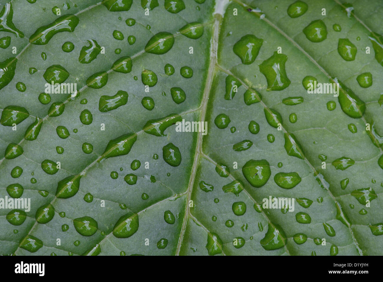 Waterdrops on a Hydrangea leaf Stock Photo - Alamy