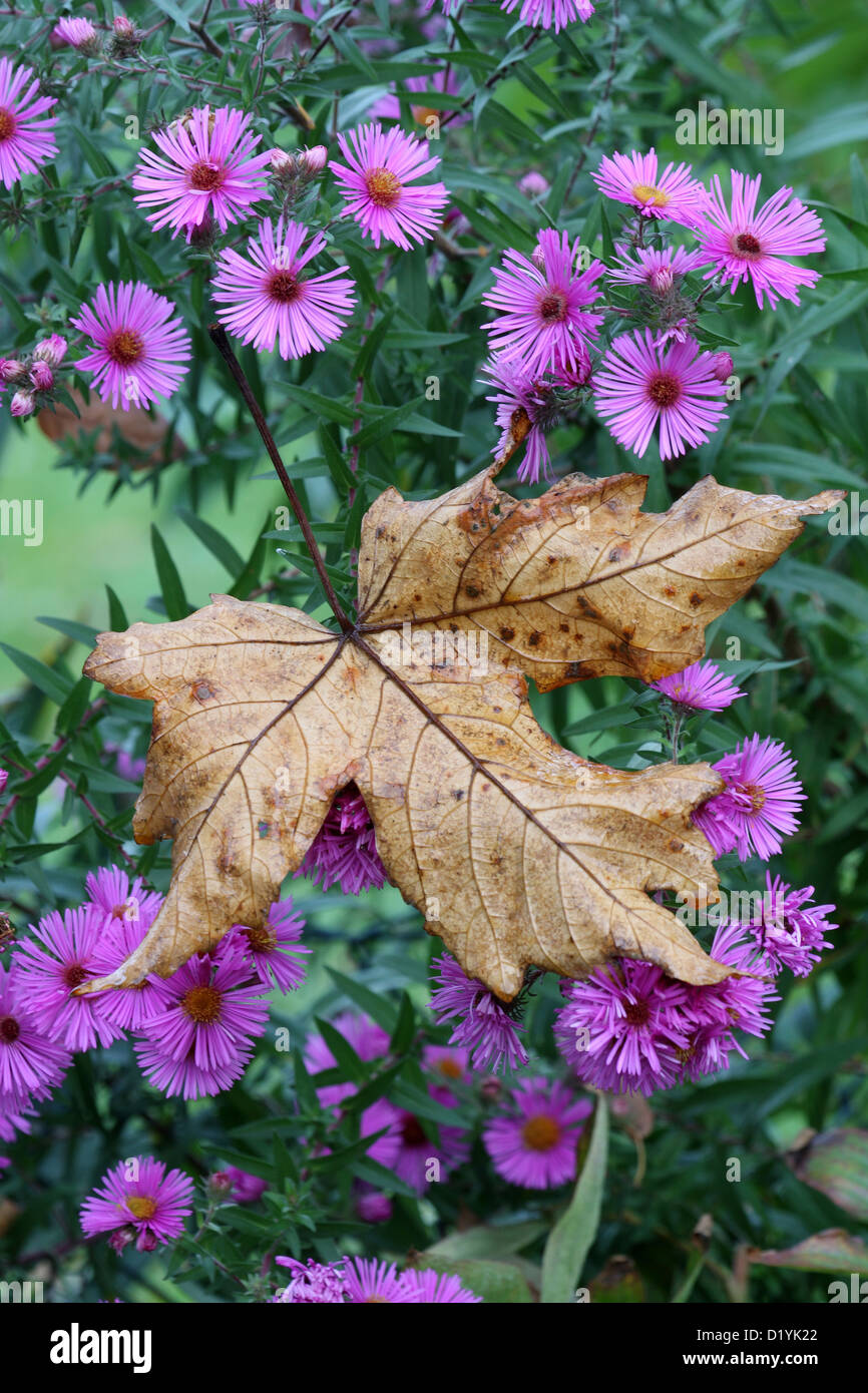 Maple leaf on Bushy Aster (Aster dumosus) Stock Photo