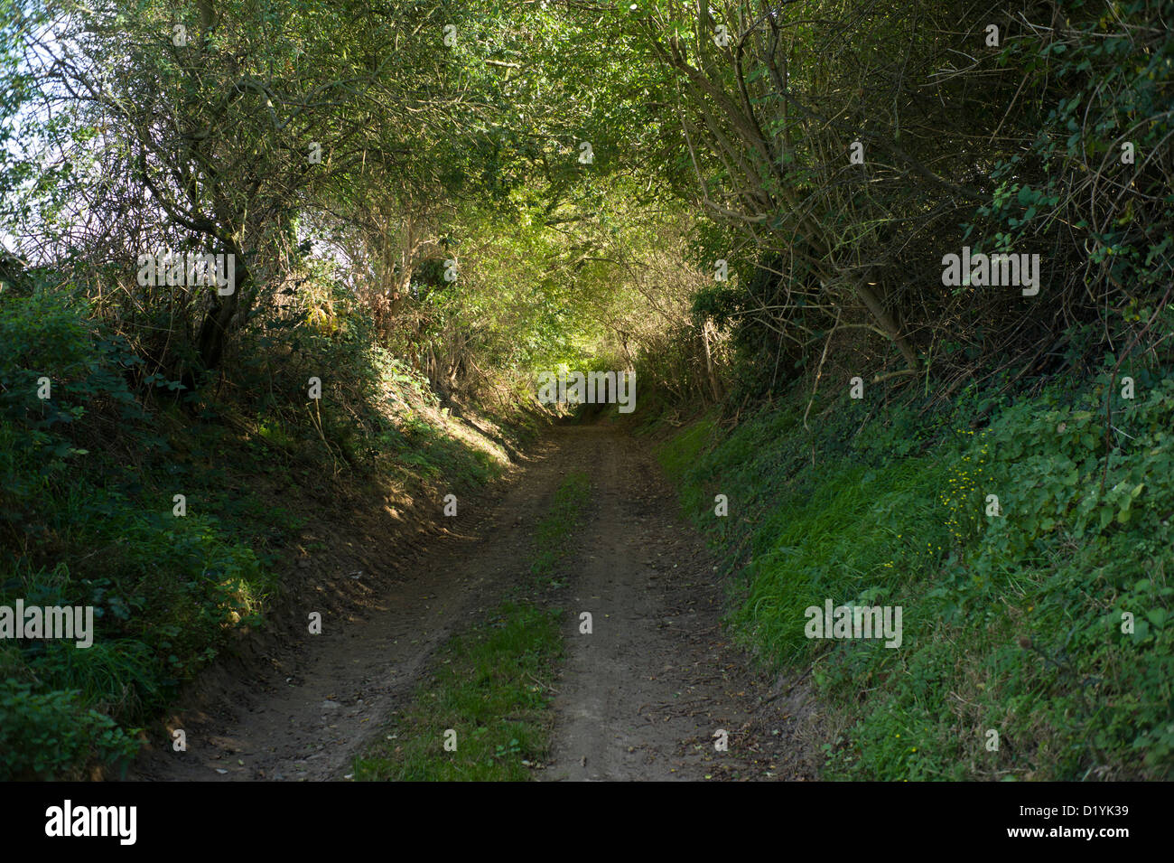 Path through leafy woods, Normandy, France Stock Photo