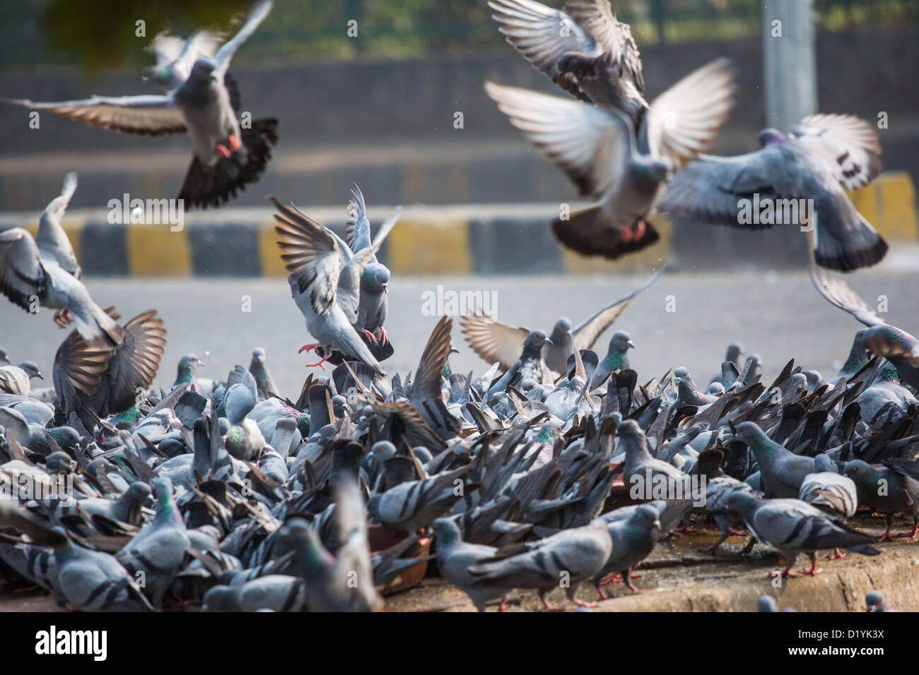 Pigeons in Delhi, India Stock Photo Alamy